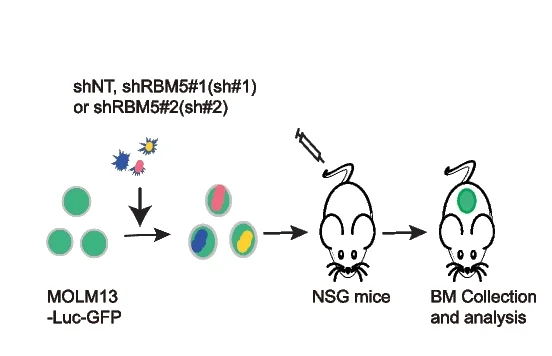 Open access visualization of Workflow, Flowchart, Illustration, In Vivo Transplantation, MOLM13-Luc-GFP Cells