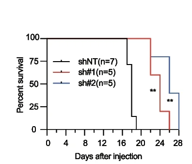 Open access visualization of Survival Curve, Line Step, Kaplan-Meier Survival Curve, Mice, MOLM13 Cells