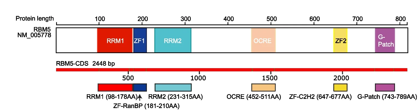 Open access visualization of Illustration, RBM5 Protein, Protein Domains, RNA Recognition Domain, Zinc-Finger Domain