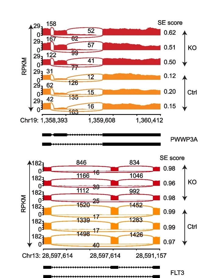 Open access visualization of Line Plot, Sashimi Plots, PWWP3A, FLT3, RBM5 KO
