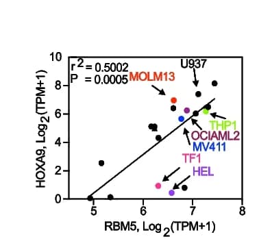 Open access visualization of Scatter Plot, Regression Plot, RBM5 mRNA, HOXA9 mRNA, Acute Myeloid Leukemia Cell Lines