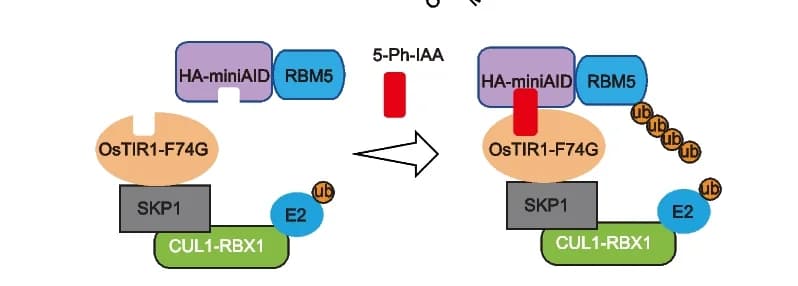 Open access visualization of Workflow, Illustration, Auxin-Induced Degron System, AID System, RBM5 Degradation