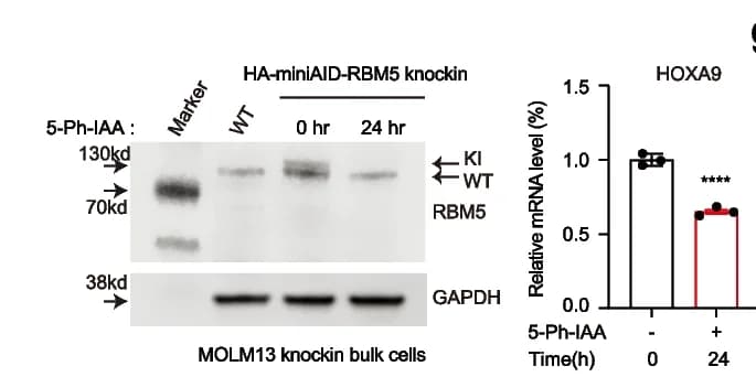 Open access visualization of Bar Plot, Error Bars, Gel, 5-Ph-IAA, HA-miniAID-RBM5