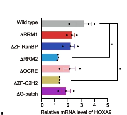 Open access visualization of Bar Plot, Error Bars, Real-time-qPCR, OCIAML2 Cells, RBM5 cDNA