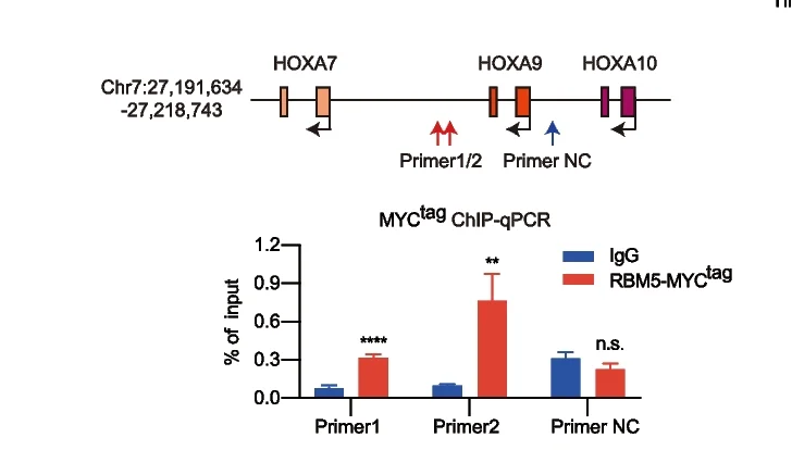 Open access visualization of Bar Plot, Error Bars, ChIP-qPCR, MYC Tag Antibody, H3K4me3