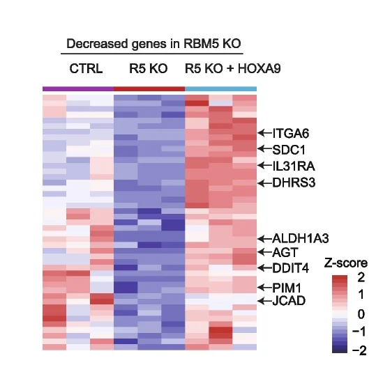 Open access visualization of Heatmap, RNA-Seq, Heat Map, Genes, RBM5