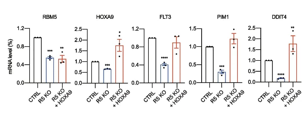 Open access visualization of Bar Plot, Error Bars, Real-Time-qPCR, CTRL, RBM5 KO