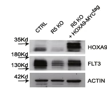 Open access visualization of Gel, Western Blot, HOXA9, FLT3, CTRL
