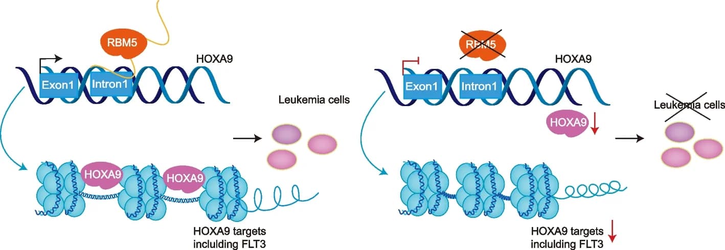 Open access visualization of Workflow, Illustration, RBM5, HOXA9, AML