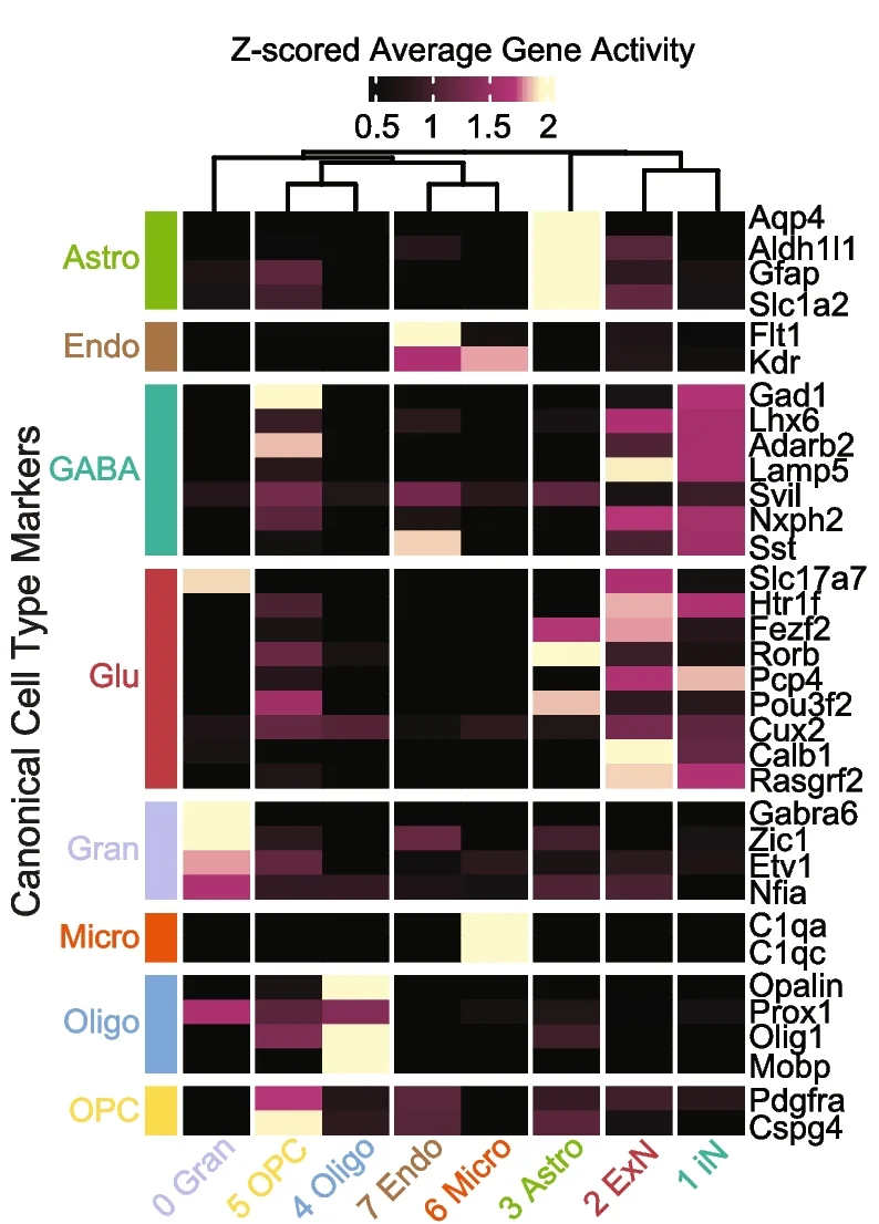 Open access visualization of Heatmap, Clustered, Gene Activity Score, Hierarchical Clustering, Marker Genes