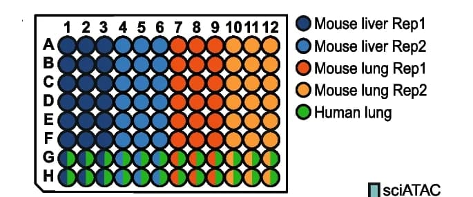 Open access visualization of Illustration, Primary Samples, Collision Rate, Human Lung Nuclei, Mouse Nuclei