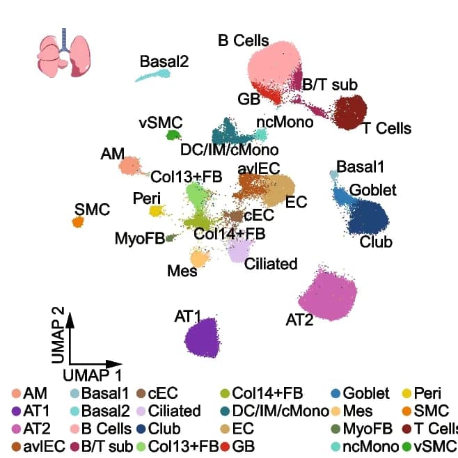 Open access visualization of UMAP, UMAP Visualization, Mouse Lung Nuclei, Cell Type, Alveolar Macrophages
