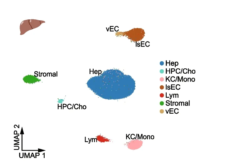 Open access visualization of UMAP, Scatter Plot, UMAP Visualization, Mouse Liver Nuclei, Alveolar Macrophages