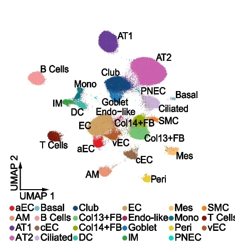 Open access visualization of UMAP, Mouse Lung Nuclei, Cell Type, Arterial Endothelial Cells, Endothelial-like Cells