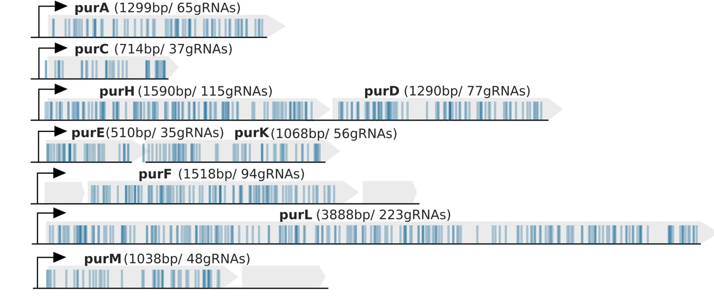 Open access visualization of Bar Plot, Purine Biosynthesis Genes, E. coli, gRNA, Genes
