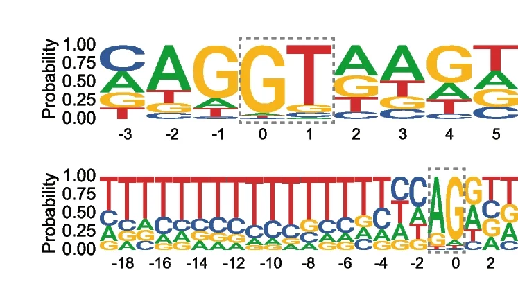 Open access visualization of Illustration, Sequence Logos, Consensus Sequence, Cryptic Splice Sites, 5' Splice Site