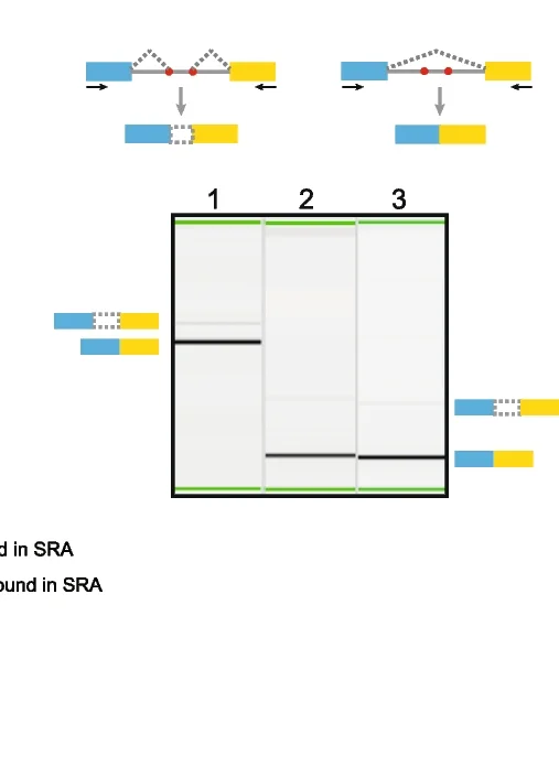 Open access visualization of Gel, Workflow, RT-PCR, Pseudo-exons, Cryptic Sites