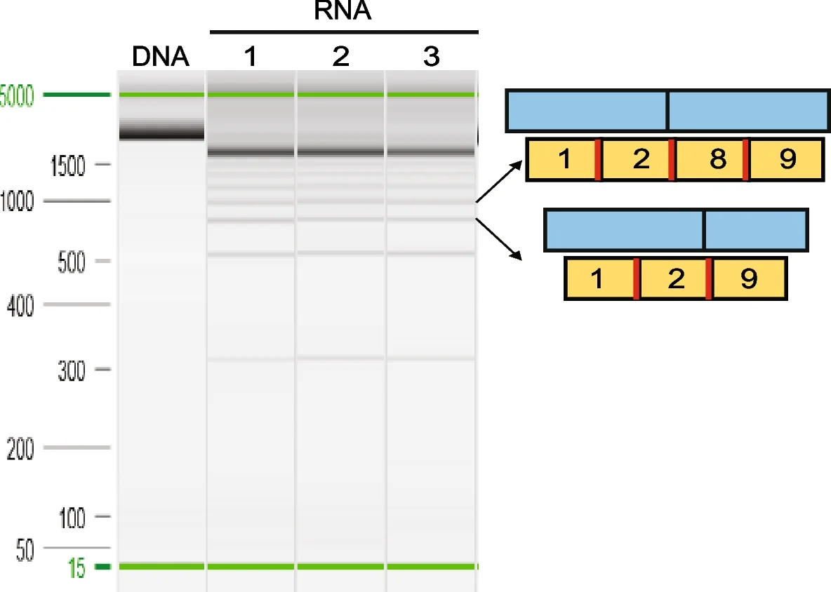 Open access visualization of Gel, Illustration, RT-PCR, UBC, HEK293 Cells