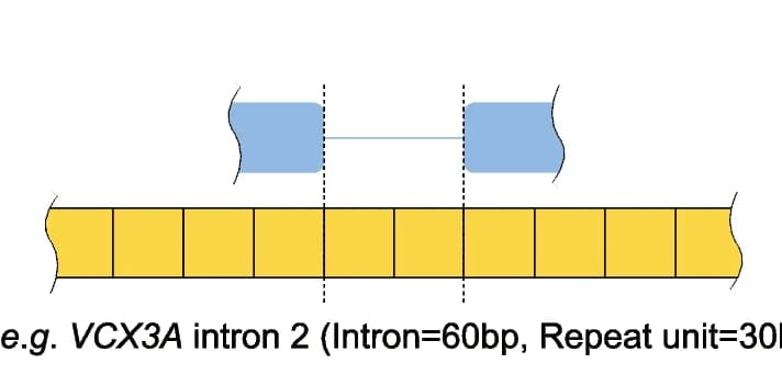 Open access visualization of Illustration, Intron, Tandem Repeat
