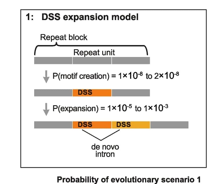 Open access visualization of Workflow, Illustration, De Novo Intron Creation, Tandem Repeat, DSS Expansion Model