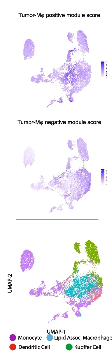 Open access visualization of UMAP, Scatter Plot, Feature Plot, Module Scores, Niche-DE Marker Genes
