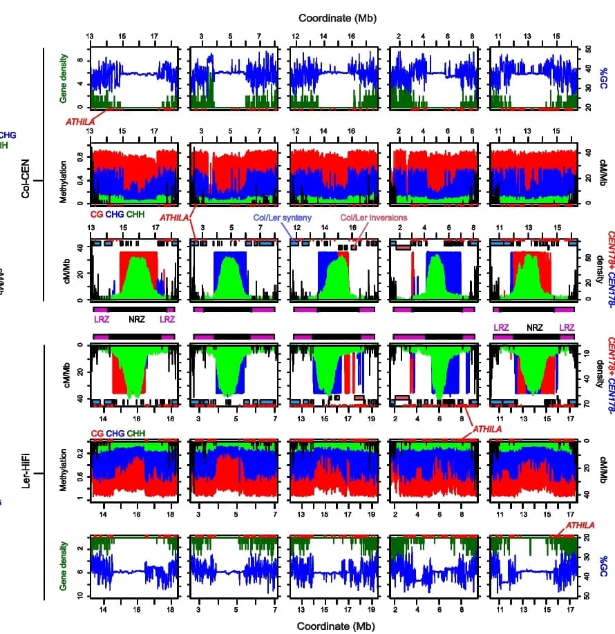 Open access visualization of Line Plot, Density Plot, Gene Density, GC Content, Col-CEN Genome Assembly