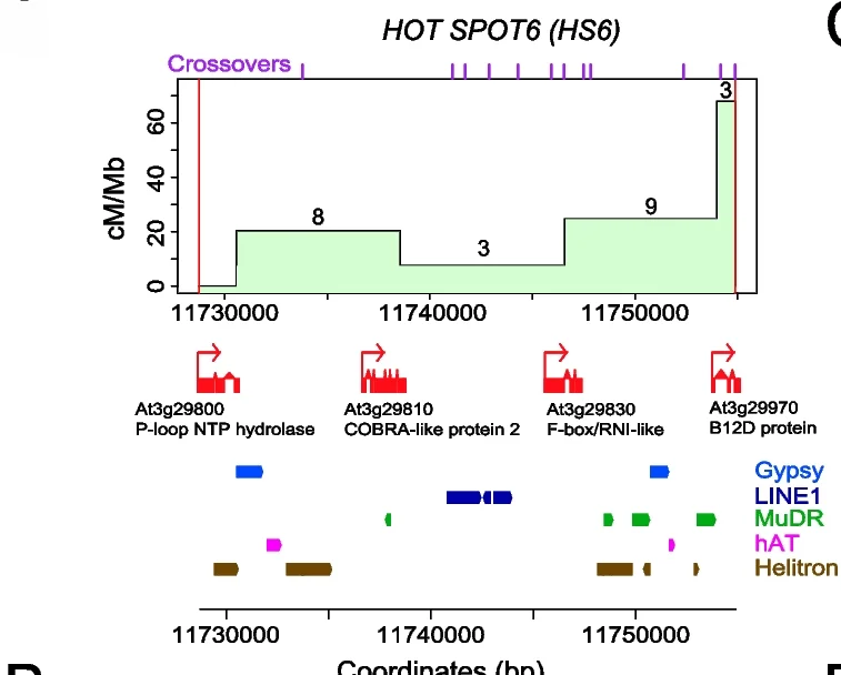 Open access visualization of Line Step, Crossovers, dCAPS Markers, HOTSPOT6, Gene Annotation