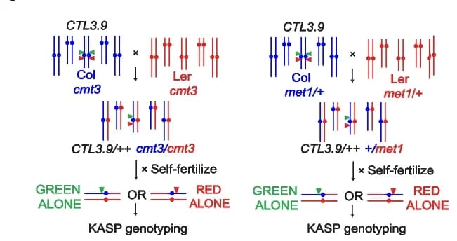 Open access visualization of Workflow, Flowchart, Crossovers, Mutants, Chromosomes