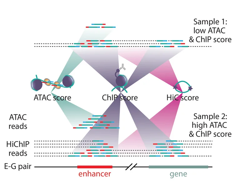 Open access visualization of Illustration, Sequencing Reads, ABC Component Score, Enhancer-Gene Pair, ATAC