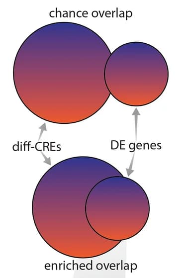 Open access visualization of Venn Diagram, Enrichment Analysis, Differential CREs, Target Genes, Differential Expression