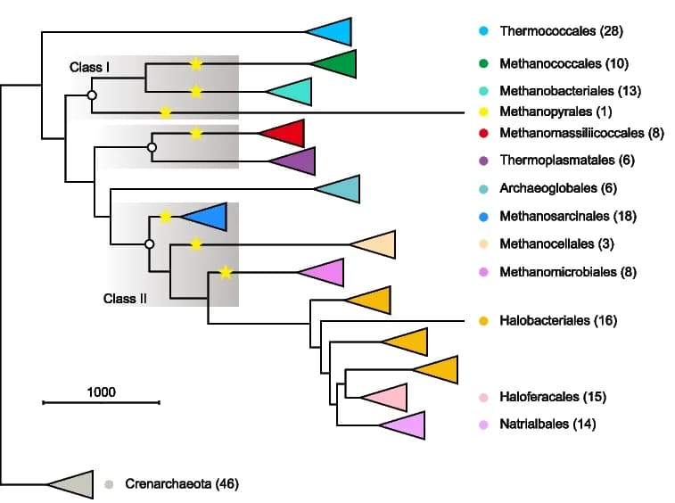 Open access visualization of Network, Pathway, Phylogeny, Euryarchaeota Genomes, Crenarchaeota