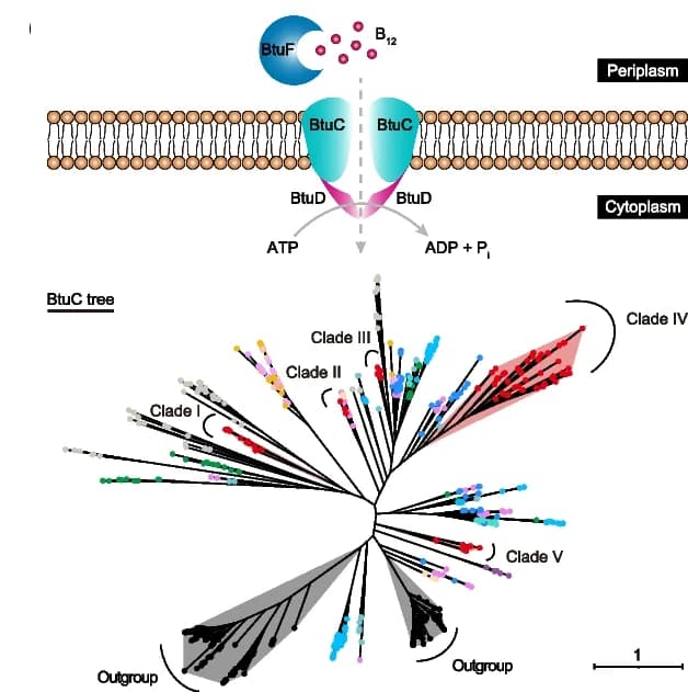 Open access visualization of Network, Illustration, Acquisition System, Periplasmic Binding Protein, ABC Transporter