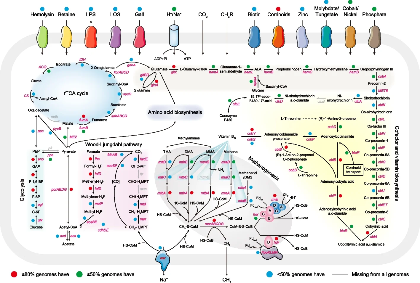 Open access visualization of Workflow, Pathway, Methanomassiliicoccales, Metabolic Pathways, Glycolysis