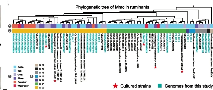 Open access visualization of Network, Phylogenetic Tree, Methanomassiliicoccales, Ruminant GITs, Genomes