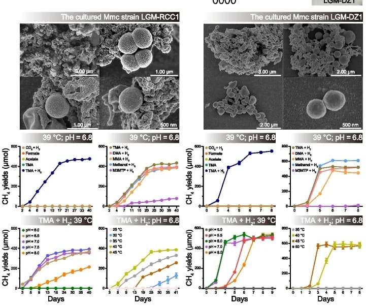 Open access visualization of Line Plot, Error Bars, Microscopy, Photo, Genome Features
