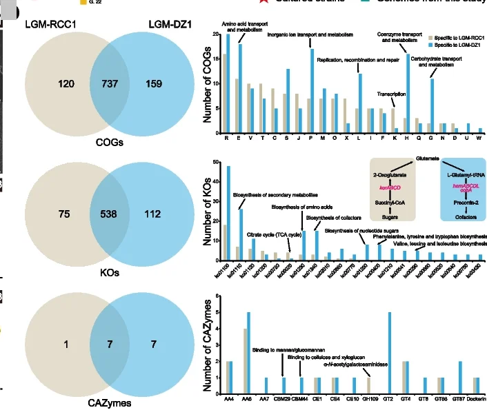 Open access visualization of Bar Plot, Venn Diagram, Functional Modules, COGs, KOs