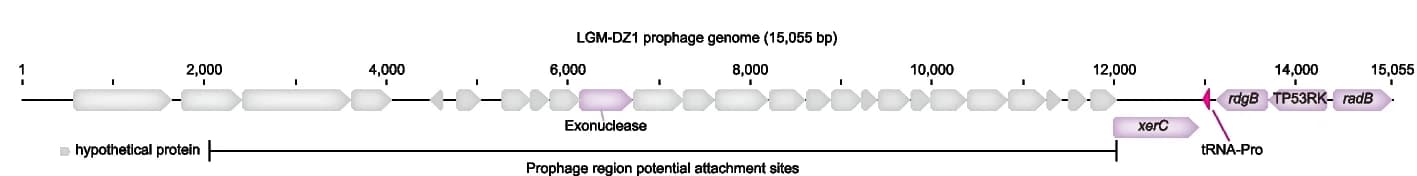 Open access visualization of Illustration, Genome Structure, Prophage, Strains