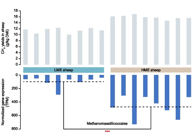 Open access visualization of Bar Plot, Methane Yields, Gene Expression, Rumen Microbiome, Methanomassiliicoccales