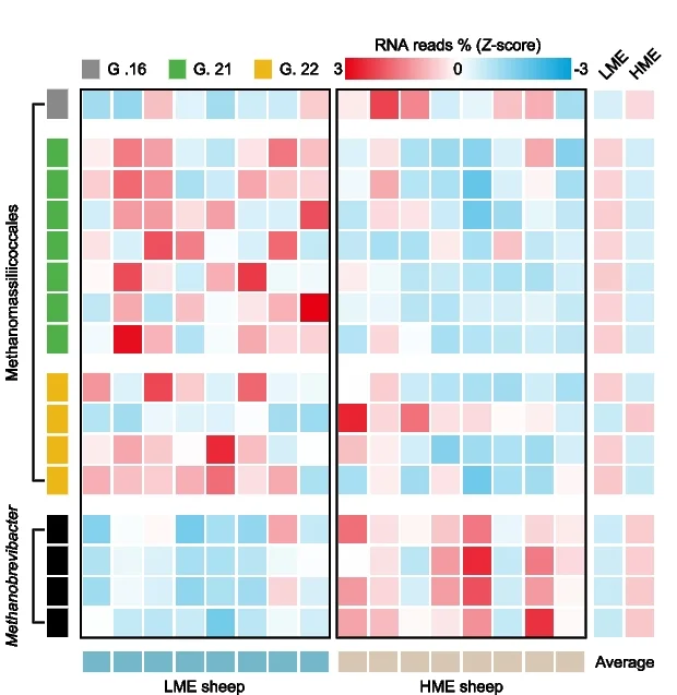 Open access visualization of Heatmap, Clustered, Genomic Expression, Methanomassiliicoccales, Methanobrevibacter