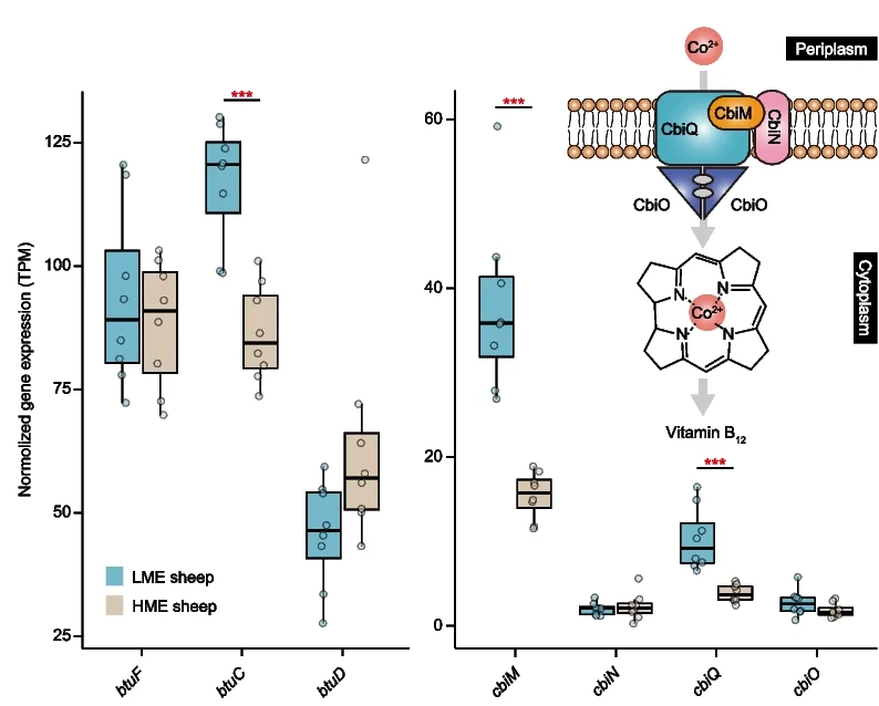 Open access visualization of Box Plot, Illustration, Boxplots, Gene Expression, Cobalt Transport System