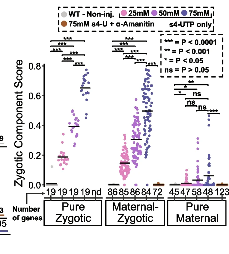 Open access visualization of Scatter Plot, Sinaplots, Zygotic Component Score, SLAM-seq, Expressed Genes