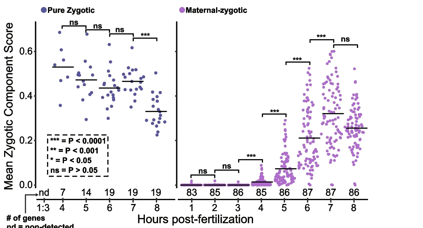 Open access visualization of Scatter Plot, Sinaplots, Zygotic Component, Maternal Genes, Zygotic Genes