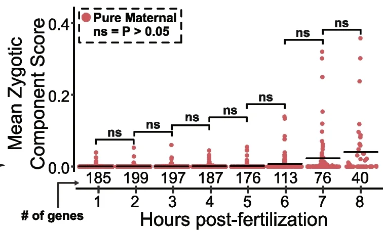 Open access visualization of Scatter Plot, Sinaplots, Zygotic Component, Maternal Genes, Zygotic Genes