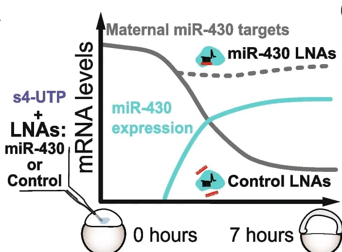 Open access visualization of Line Plot, SLAM-seq, LNA, Embryos, miR-430