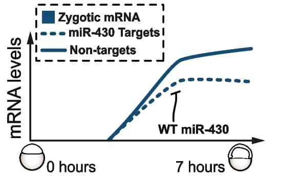 Open access visualization of Line Plot, miRNA, mRNA, Zygotic mRNAs, mRNA targets