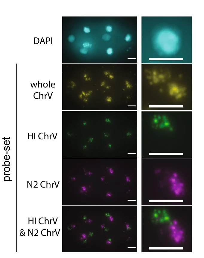 Open access visualization of Microscopy, DNA FISH, Embryos, N2 Hermaphrodites, HI Males