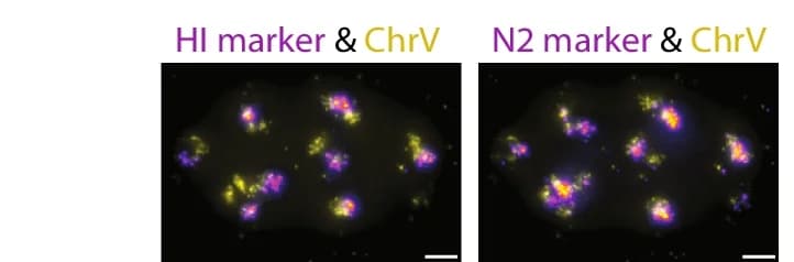 Open access visualization of Microscopy, ChrV Territory, HI Marker, N2 Marker, Embryo