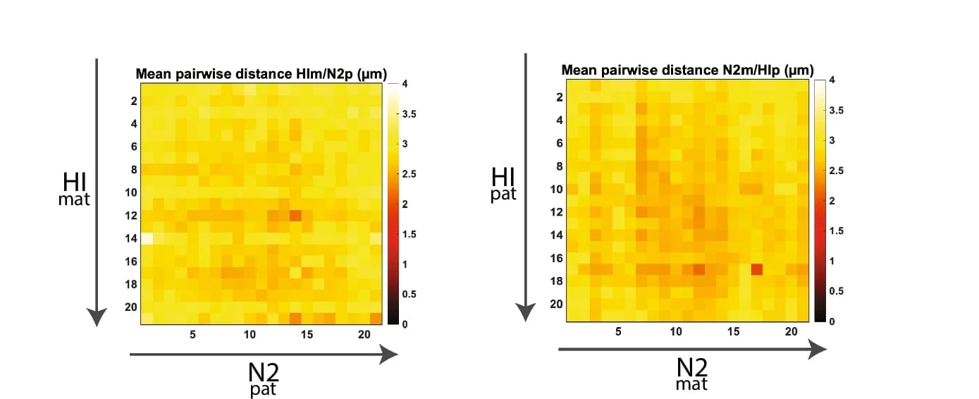 Open access visualization of Heatmap, Spatial Distances, Homologs, HI m Chromosomes, N2 p Chromosomes