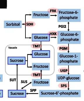 Open access visualization of Pathway, Sugar Biosynthesis, Metabolic Process
