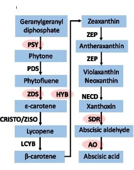 Open access visualization of Workflow, Flowchart, Abscisic Acid, Biosynthesis Pathway, Genes